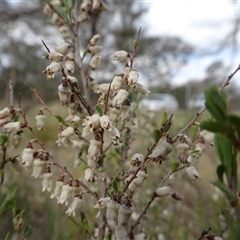 Cryptandra amara at Campbell, ACT - 7 Oct 2024