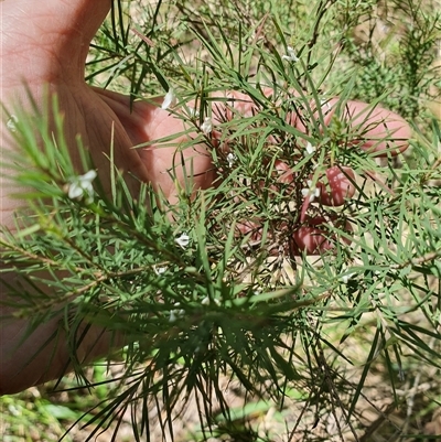 Unidentified Other Shrub at Lanitza, NSW - 7 Oct 2024 by MountKremnos