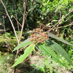 Unidentified Other Shrub at Lanitza, NSW - 7 Oct 2024 by MountKremnos