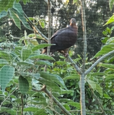 Macropygia phasianella (Brown Cuckoo-dove) at Lanitza, NSW - 6 Oct 2024 by MountKremnos