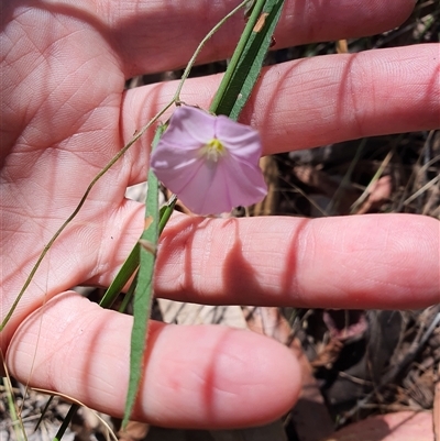 Unidentified Other Wildflower or Herb at Lanitza, NSW - 6 Oct 2024 by MountKremnos