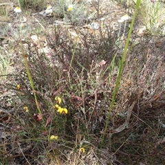 Bossiaea buxifolia (Matted Bossiaea) at Campbell, ACT - 7 Oct 2024 by AndyRussell