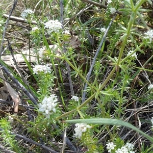 Asperula conferta at Campbell, ACT - 7 Oct 2024 03:49 PM