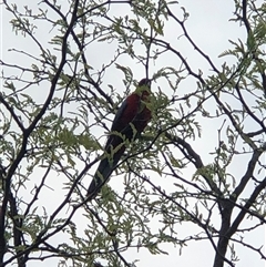 Platycercus elegans (Crimson Rosella) at Dunlop, ACT - 15 Oct 2024 by ploffskinpluffskin