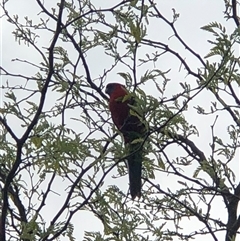 Platycercus elegans at Dunlop, ACT - suppressed