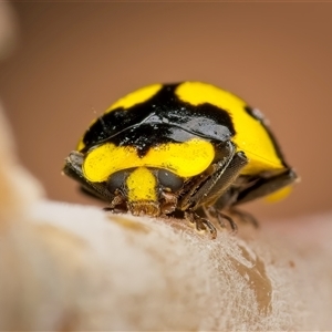 Illeis galbula at Weston, ACT - 15 Oct 2024 02:48 PM