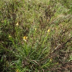 Xerochrysum viscosum (Sticky Everlasting) at Campbell, ACT - 7 Oct 2024 by AndyRussell