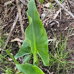 Zantedeschia aethiopica at Dunlop, ACT - 15 Oct 2024 03:49 PM