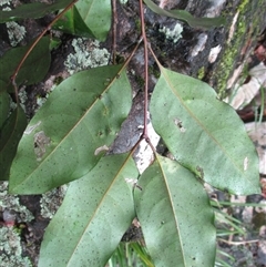 Rhysotoechia mortoniana at Syndicate, QLD - 11 Nov 2015 12:19 PM