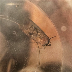 Agrotis infusa at Googong, NSW - suppressed