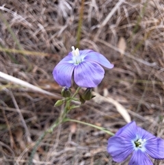 Linum marginale (Native Flax) at Williamsdale, NSW - 14 Oct 2024 by forest17178