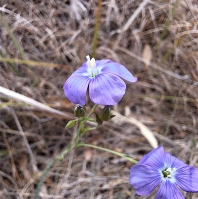 Linum marginale (Native Flax) at Williamsdale, NSW - 13 Oct 2024 by forest17178