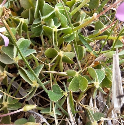 Oxalis sp. at Royalla, NSW - 14 Oct 2024 by forest17178