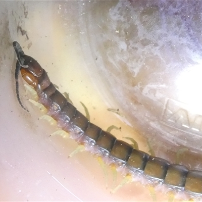 Cormocephalus sp.(genus) (Scolopendrid Centipede) at Belconnen, ACT - 15 Oct 2024 by JohnGiacon