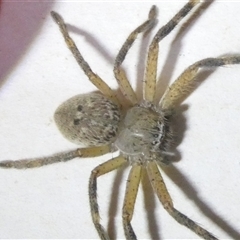 Neosparassus calligaster (Beautiful Badge Huntsman) at Belconnen, ACT - 15 Oct 2024 by JohnGiacon