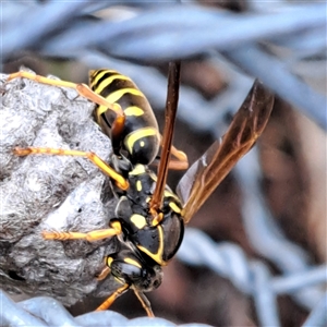 Polistes (Polistes) chinensis at Watson, ACT - 15 Oct 2024 10:56 AM