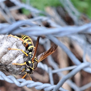 Polistes (Polistes) chinensis at Watson, ACT - 15 Oct 2024 10:56 AM