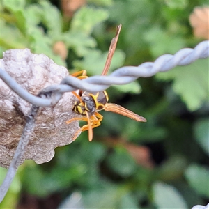 Polistes (Polistes) chinensis at Watson, ACT - 15 Oct 2024 10:56 AM