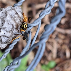 Polistes (Polistes) chinensis at Watson, ACT - 15 Oct 2024 10:56 AM