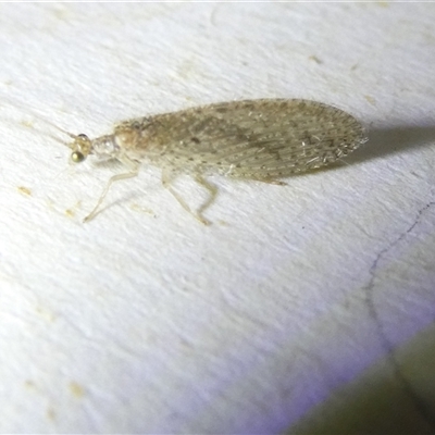 Micromus tasmaniae (Tasmanian Brown Lacewing) at Belconnen, ACT - 15 Oct 2024 by JohnGiacon