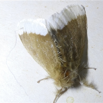 Euproctis baliolalis (Browntail Gum Moth) at Belconnen, ACT - 15 Oct 2024 by JohnGiacon