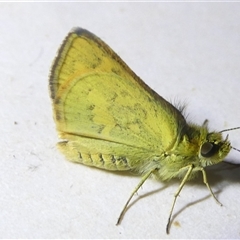 Ocybadistes walkeri (Green Grass-dart) at Belconnen, ACT - 13 Oct 2024 by JohnGiacon