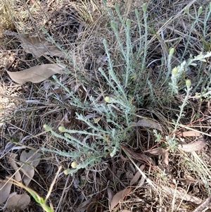 Vittadinia gracilis at Bruce, ACT - 13 Oct 2024 02:24 PM