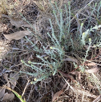 Vittadinia gracilis (New Holland Daisy) at Bruce, ACT - 13 Oct 2024 by JohnGiacon