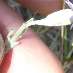 Vittadinia gracilis at Bruce, ACT - 13 Oct 2024 02:24 PM