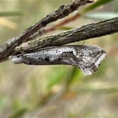 Dascia sagittifera (A Stem Borer moth (Lyonetiidae)) at Denman Prospect, ACT - 15 Oct 2024 by Pirom