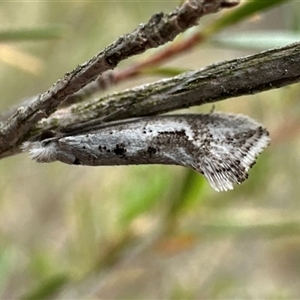 Dascia sagittifera at Denman Prospect, ACT - 15 Oct 2024 03:50 PM