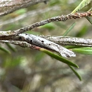 Dascia sagittifera at Denman Prospect, ACT - 15 Oct 2024 03:50 PM