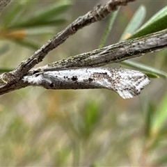 Dascia sagittifera at Denman Prospect, ACT - 15 Oct 2024 03:50 PM