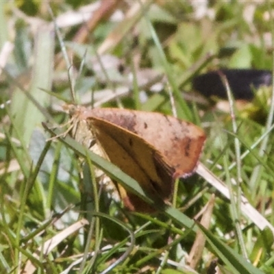 Chrysolarentia mecynata (Mecynata Carpet Moth) at Tantawangalo, NSW - 9 Oct 2024 by Pirom