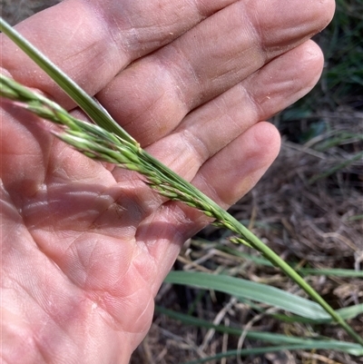 Ehrharta erecta (Panic Veldtgrass) at Belconnen, ACT - 12 Oct 2024 by JohnGiacon