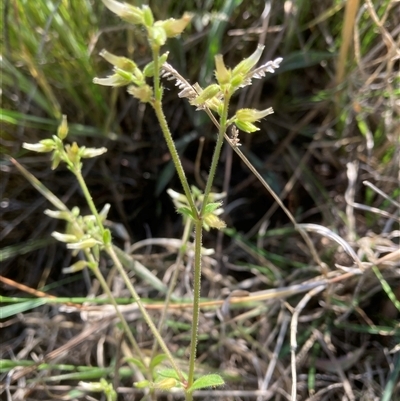 Cerastium glomeratum (Sticky Mouse-ear Chickweed) at Belconnen, ACT - 12 Oct 2024 by JohnGiacon