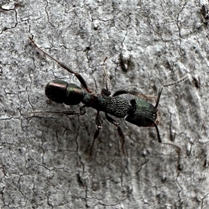 Rhytidoponera metallica at Denman Prospect, ACT - 15 Oct 2024 04:12 PM