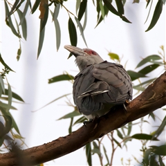 Scythrops novaehollandiae (Channel-billed Cuckoo) at Bulli, NSW - 5 Oct 2024 by jb2602