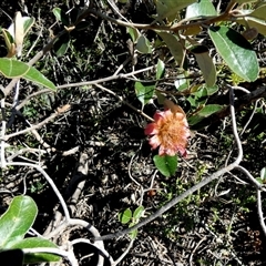 Diplolaena grandiflora (Wild Rose) at Francois Peron National Park, WA - 11 Sep 2024 by Paul4K