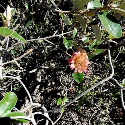Diplolaena grandiflora (Wild Rose) at Francois Peron National Park, WA - 11 Sep 2024 by Paul4K