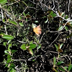Diplolaena grandiflora at Francois Peron National Park, WA - 11 Sep 2024 12:30 PM