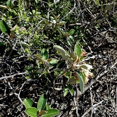 Diplolaena grandiflora at Francois Peron National Park, WA - 11 Sep 2024 12:30 PM