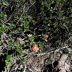 Diplolaena grandiflora at Francois Peron National Park, WA - 11 Sep 2024 12:30 PM