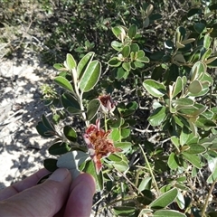 Diplolaena grandiflora at Francois Peron National Park, WA - 11 Sep 2024 12:30 PM