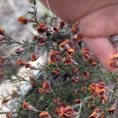 Dillwynia sp. Yetholme (P.C.Jobson 5080) NSW Herbarium at Tharwa, ACT - 15 Oct 2024 by mainsprite