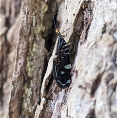 Porismus strigatus (Pied Lacewing) at Cordeaux Heights, NSW - 3 Apr 2024 by PaperbarkNativeBees