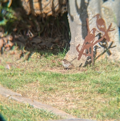 Malurus cyaneus (Superb Fairywren) at North Albury, NSW - 14 Oct 2024 by Darcy