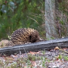 Tachyglossus aculeatus (Short-beaked Echidna) at Penrose, NSW - 15 Oct 2024 by Aussiegall