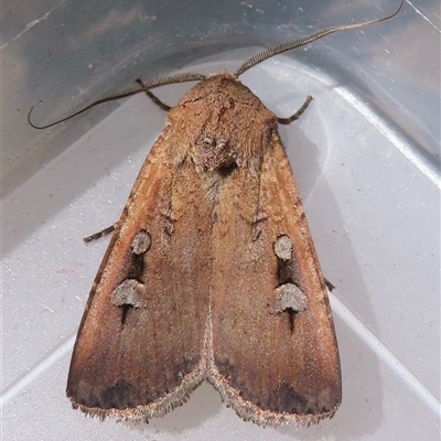 Agrotis infusa (Bogong Moth, Common Cutworm) at Narrabundah, ACT - 14 Oct 2024 by RobParnell