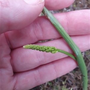 Microtis sp. at Yarralumla, ACT - 15 Oct 2024